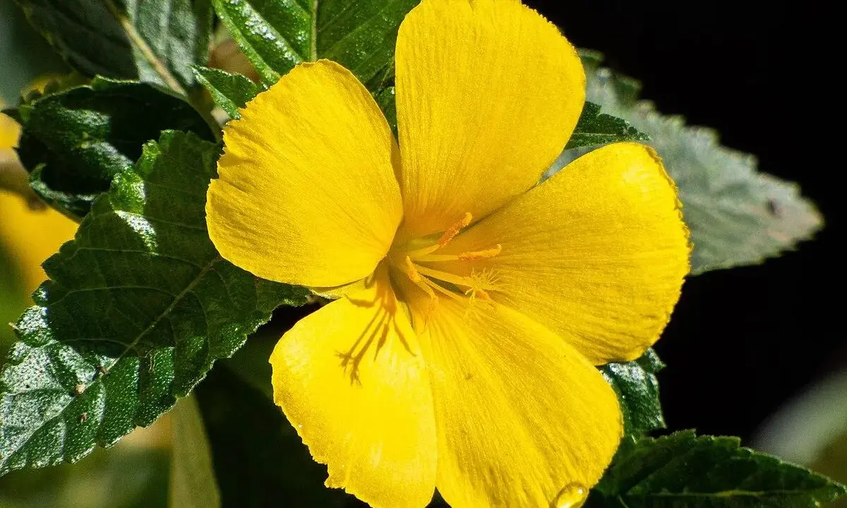 Eine leuchtend gelbe Blüte, vielleicht Damiana, deren Wirkung man spürt. Grüne Blätter umrahmen die zarte Blüte.