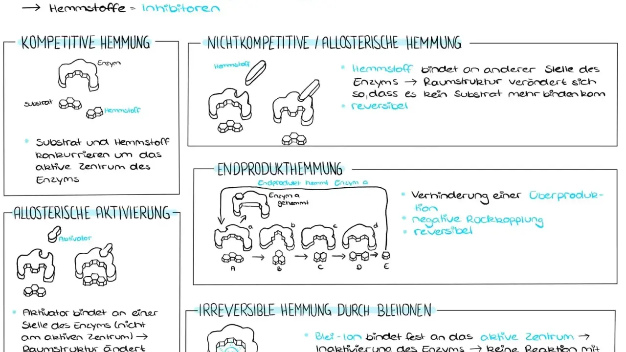 Nicht kompetitive Hemmung: Hemmstoff bindet an anderer Stelle des Enzyms, verändert dessen Raumstruktur, sodass kein Substrat mehr binden kann. Reversibel.