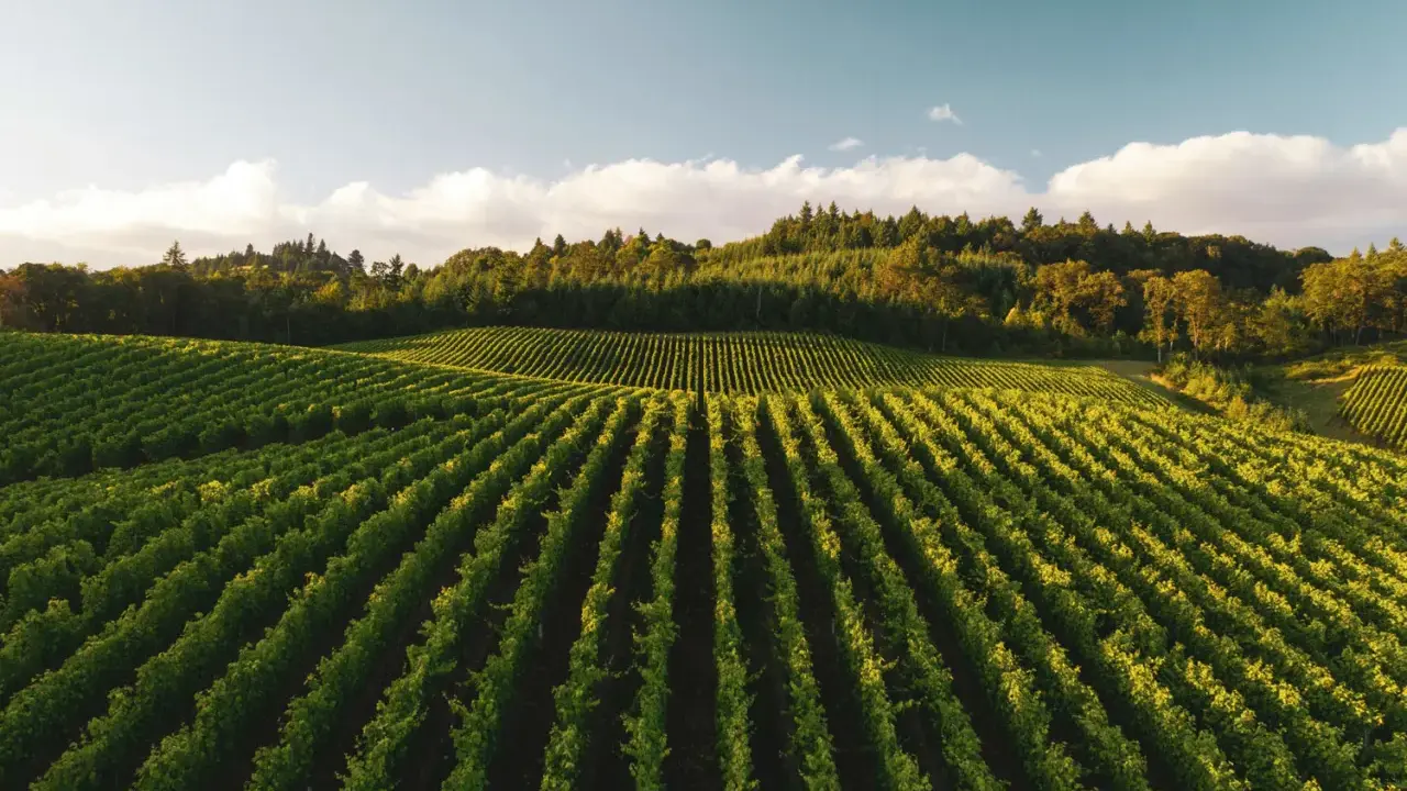 Reihen von grünen Weinreben erstrecken sich über Hügel, die an eine deutsche Corvina-Weinlese erinnern.