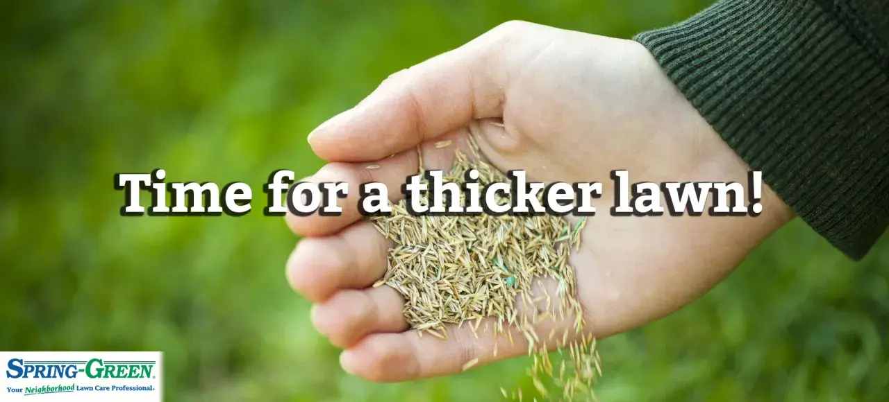 Hand holding grass seed, ready to overseed a lawn in spring for a thicker, greener yard.