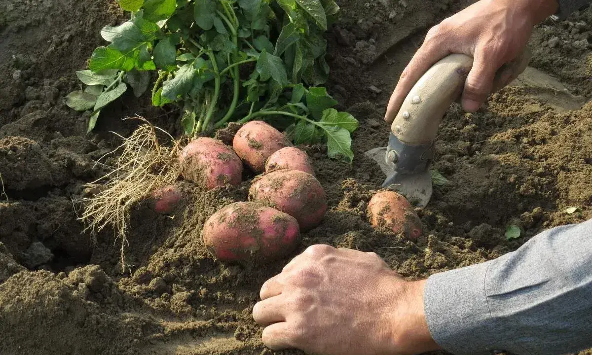 Récolte de pommes de terre fraîchement sorties de terre. Les tubercules rouges et la terre meuble témoignent d'une belle plantation.