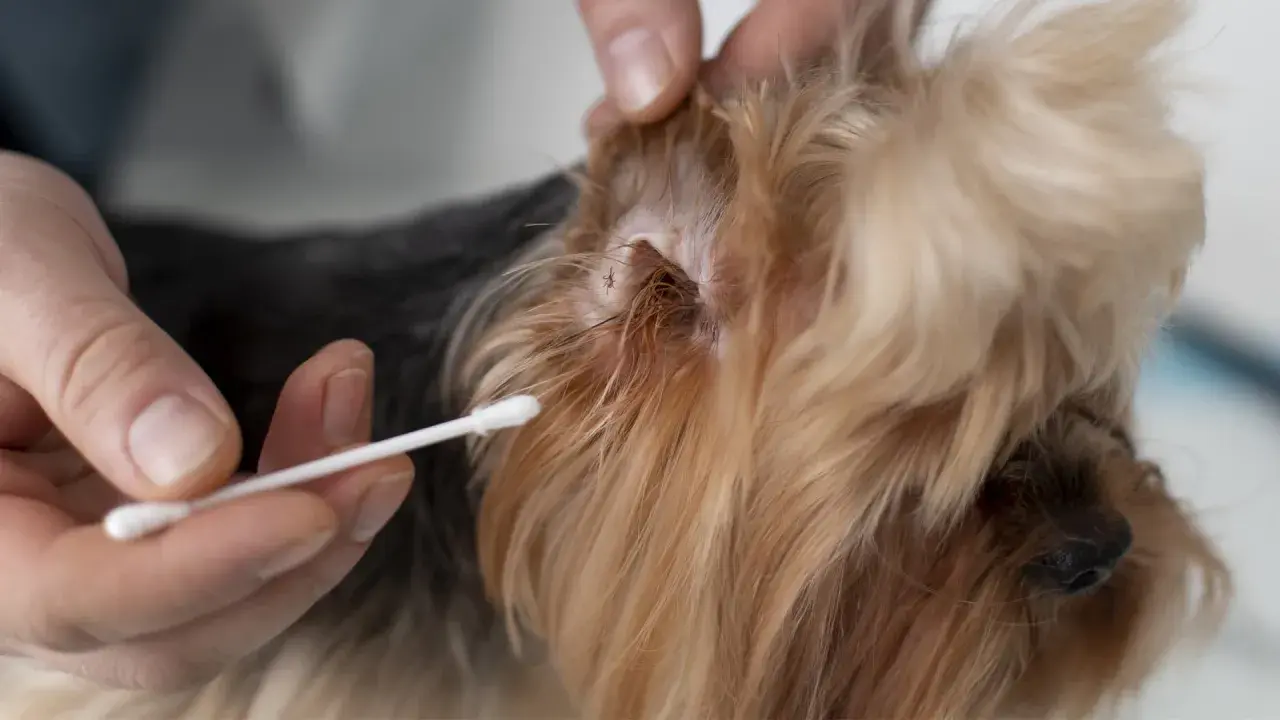 Main d'une personne tenant un coton-tige près de l'oreille d'un chien, où une tique est visible. Une solution à base de vinaigre peut aider à enlever la tique du chien.