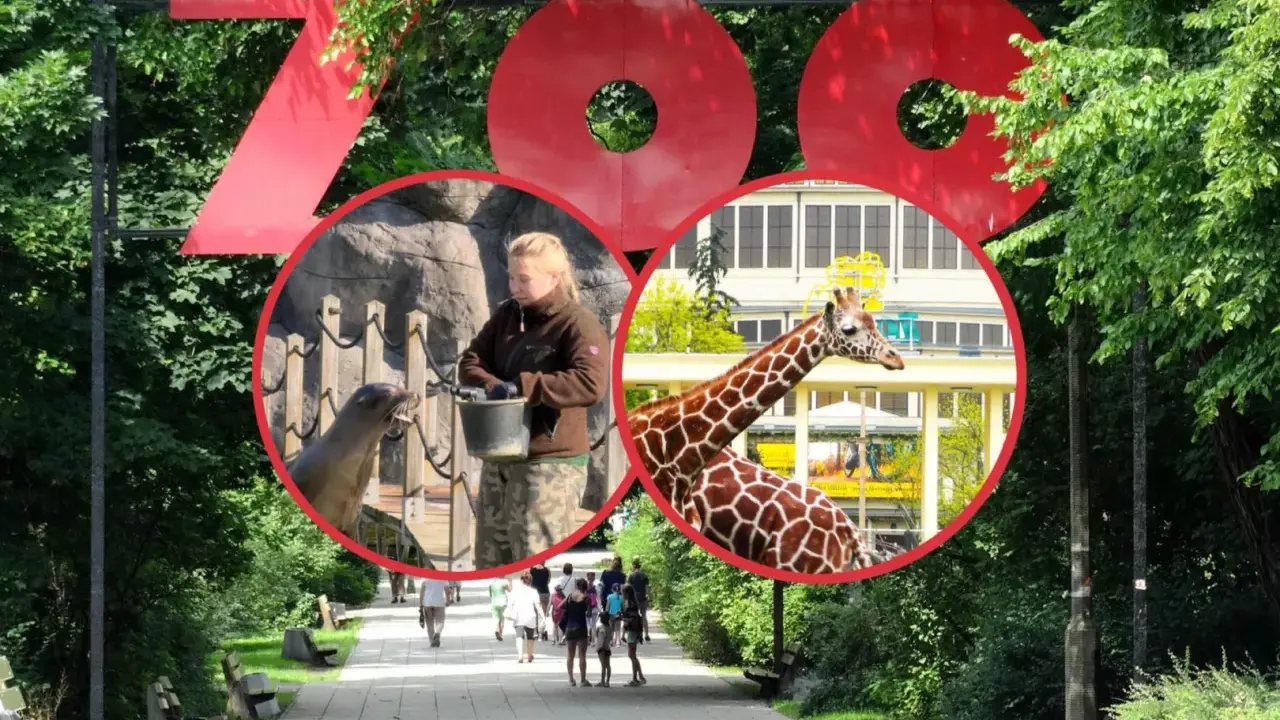 Wielkie czerwone litery "ZOO" nad alejką. W środku koła: pracownik karmi foki, żyrafa na tle budynku. To wspaniały dzień w zoo w Polsce!