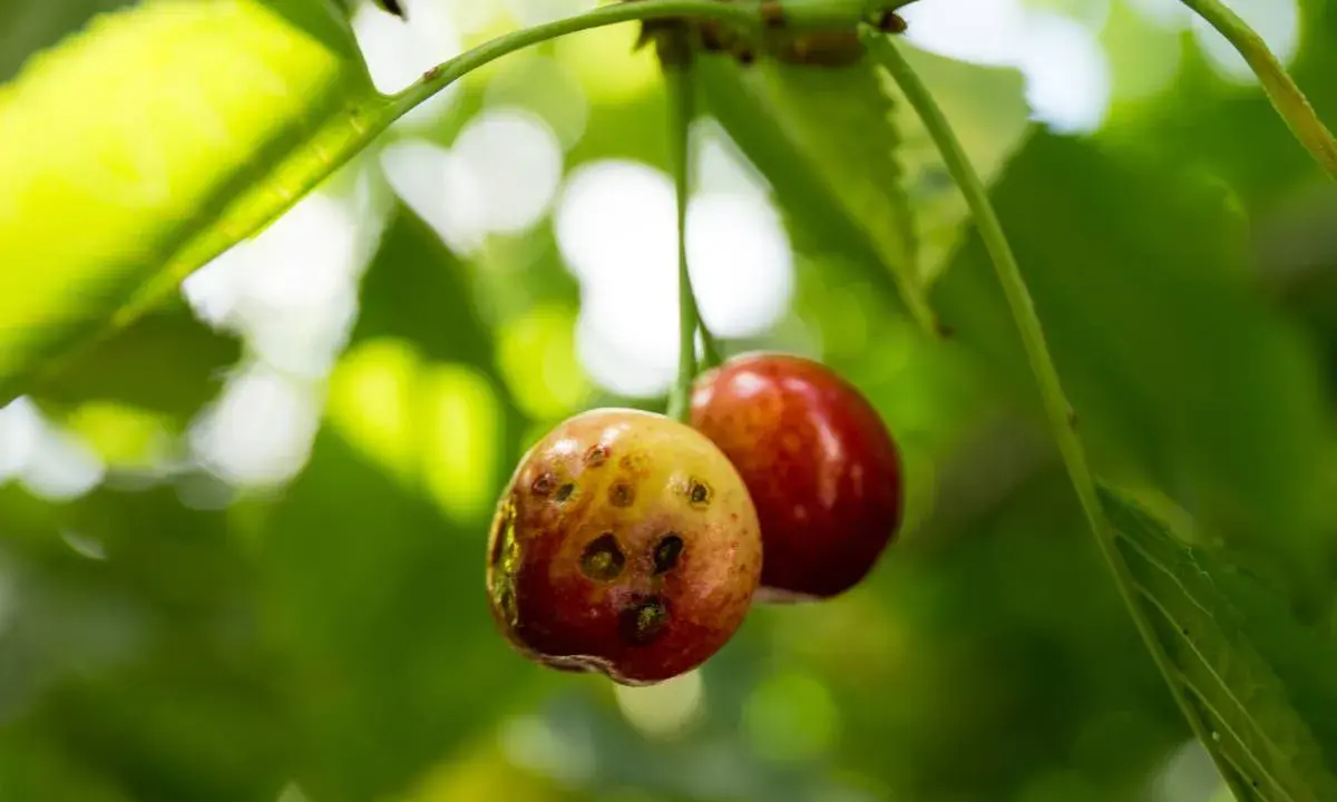 Deux cerises sur une branche, l'une est saine, l'autre montre des signes de maladie du cerisier avec des taches sombres.