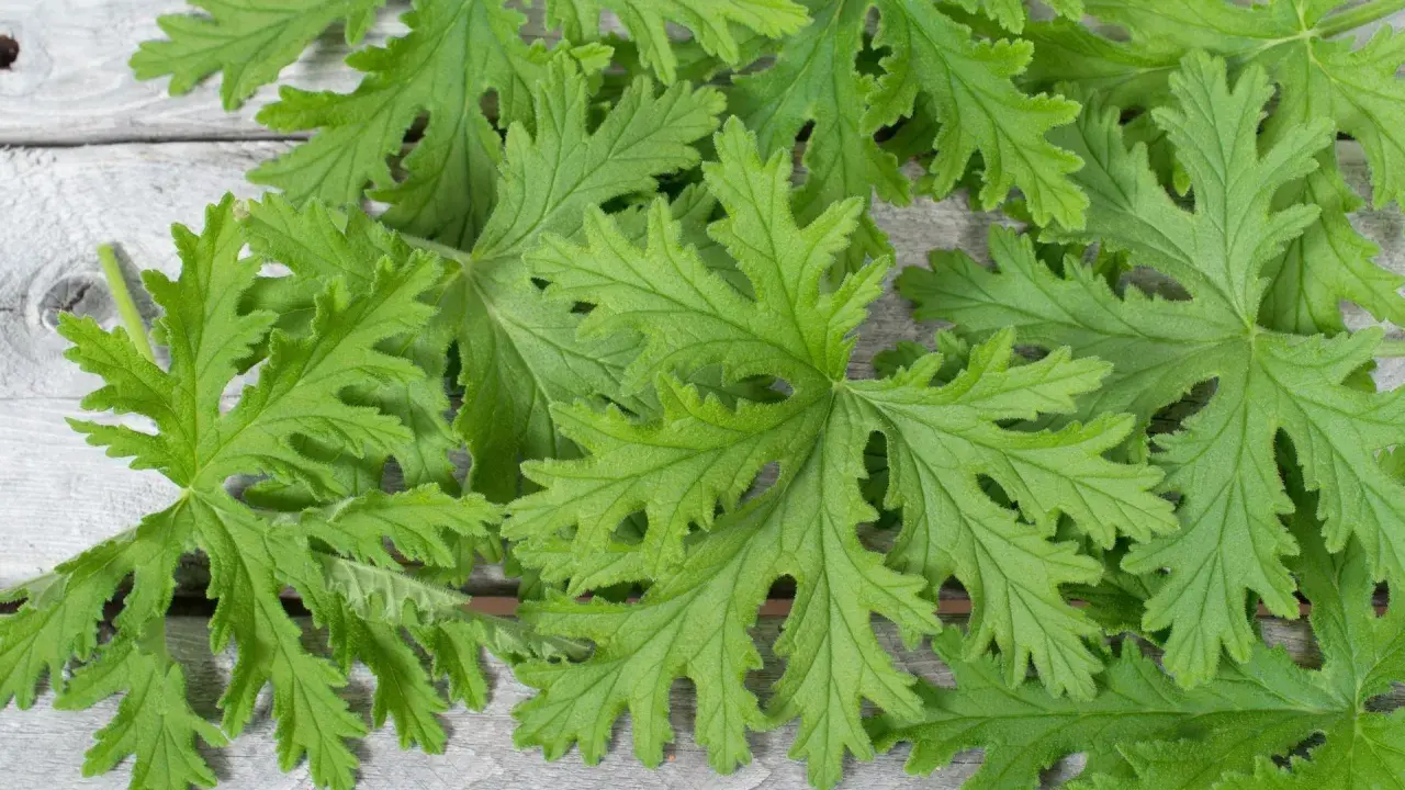 Liście pelargonii pachnącej, znanej z tego, że **anginka na co pomaga**, ułożone na drewnianym tle.