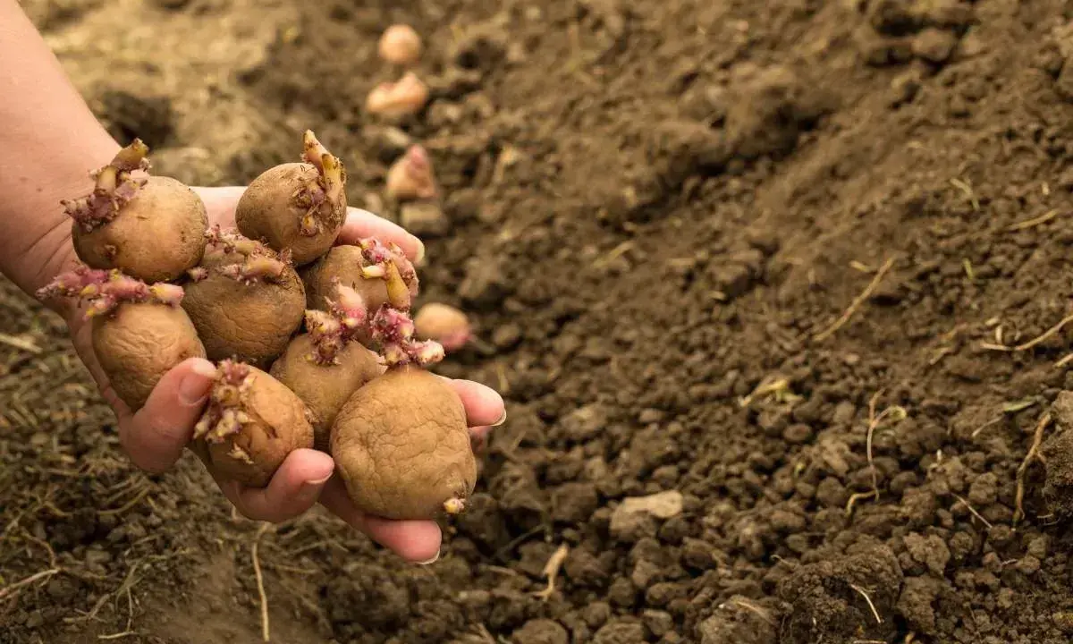 Main d'une personne tenant plusieurs pommes de terre germées, prêtes pour le semis. L'espacement pomme de terre est crucial pour une bonne récolte.