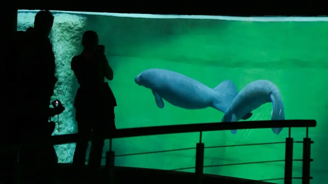 Afrykarium Wrocław: Bilety, ceny, godziny. Jak uniknąć kolejek?