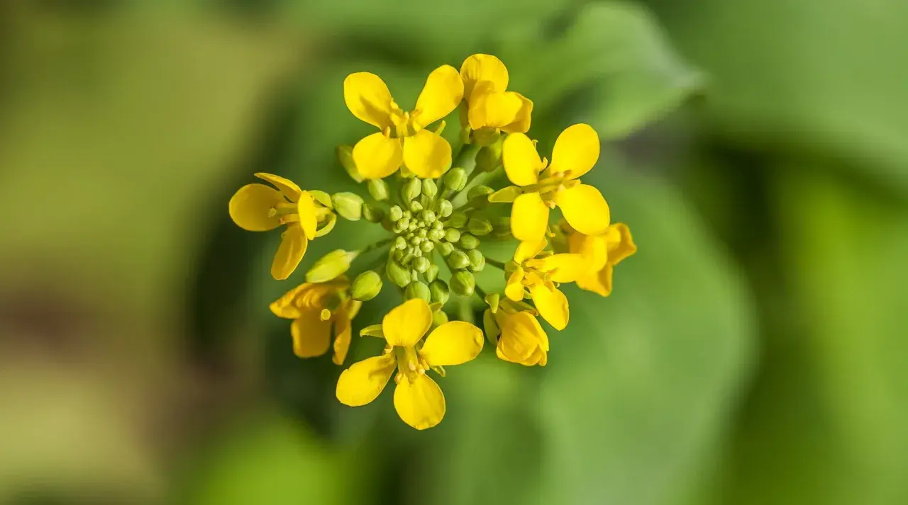 Grappe de petites fleurs jaunes vives, une fleur de moutarde éclatante sur fond vert flou.