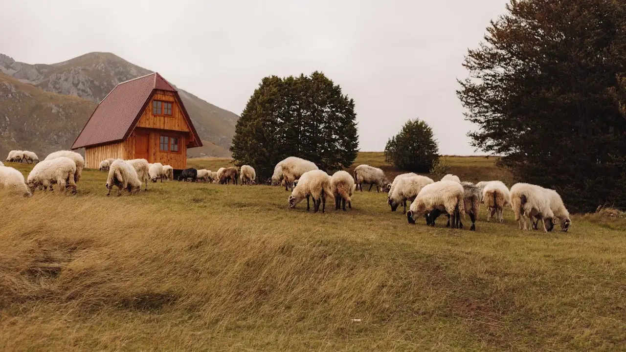 Stado owiec pasące się na łące obok drewnianego domu. Idealne miejsce na agroturystykę w górach Sowich.
