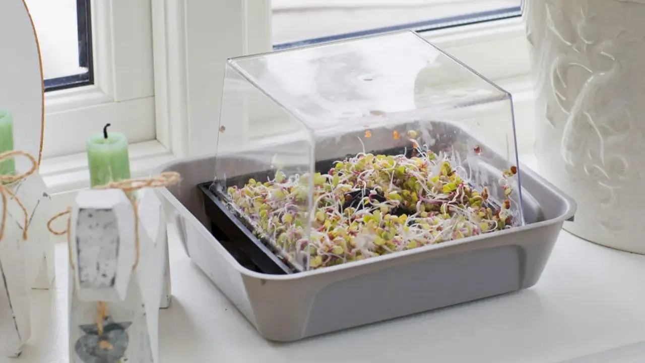 En bricka med färska groddar under ett plastlock. Enkelt att odla groddar hemma för en hälsosam kost.