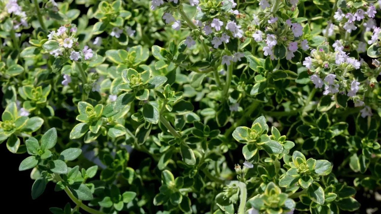Gros plan sur un thym citron aux feuilles vertes et jaunes, parsemé de petites fleurs mauves.