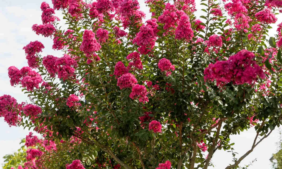 Un lilas des Indes en pleine floraison, ses grappes de fleurs roses vibrantes promettent un entretien facile pour un été coloré.