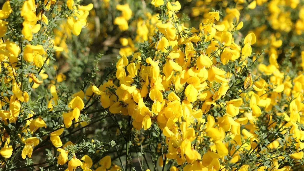 Gęsty krzew **ulex europaeus** obsypany jaskrawożółtymi kwiatami, tworzący słoneczny dywan.