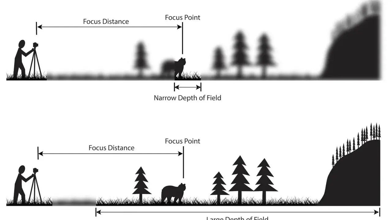 Illustrazione che mostra come la lunghezza focale influenzi la profondità di campo: un'immagine con messa a fuoco su un orso e sfondo sfocato (stretta profondità di campo) e un'altra con tutto nitido (ampia profondità di campo).