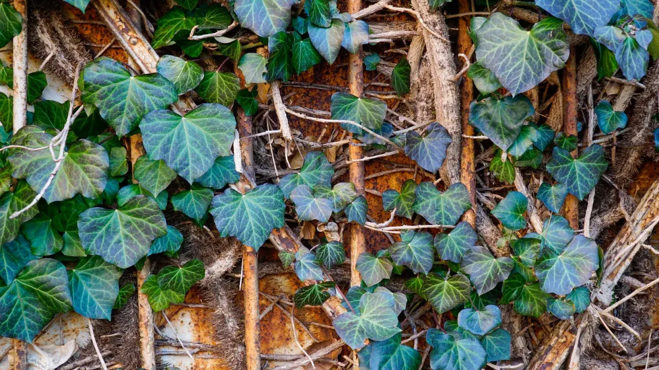 Le lierre grimpant, avec ses feuilles en forme de cœur, s'enroule sur des supports rouillés. Attention, sa croissance peut être un danger pour les structures.