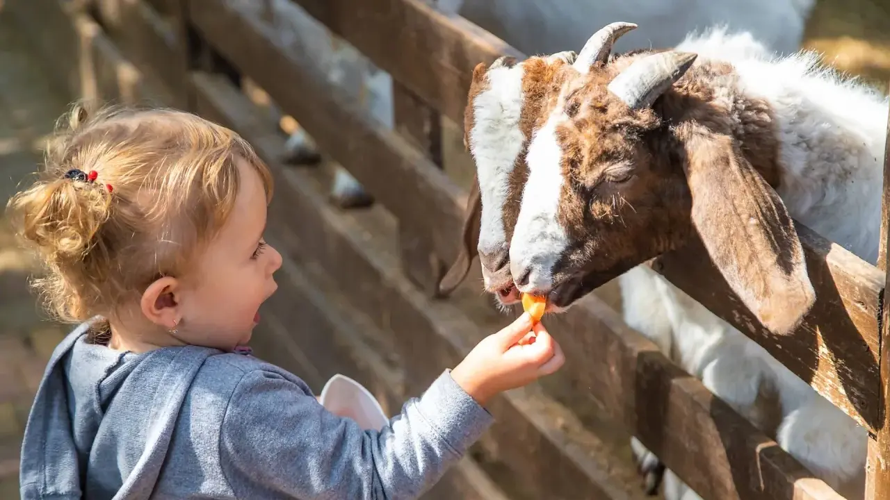 Dziecko karmi kozę marchewką w zoo. Sprawdź zoo kraków cennik, by poznać ceny biletów i atrakcje.