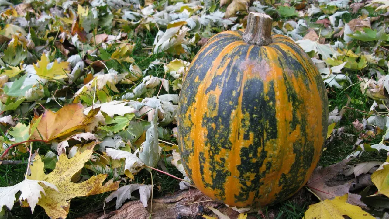 Courge Lady Godiva, striée d'orange et de vert, repose sur un tapis de feuilles d'automne.