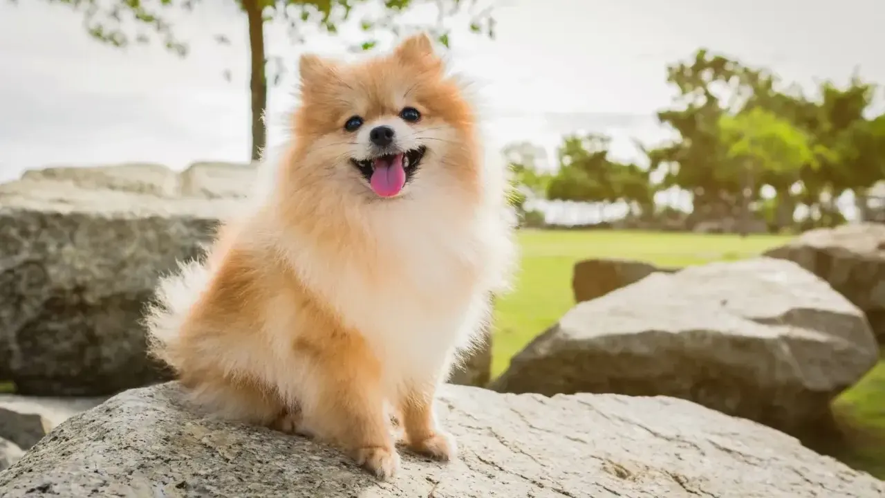 Un adorable spitz nain, joyeux et plein de vie, assis sur des rochers. Parfait pour découvrir les spitz nain avantages et inconvénients.