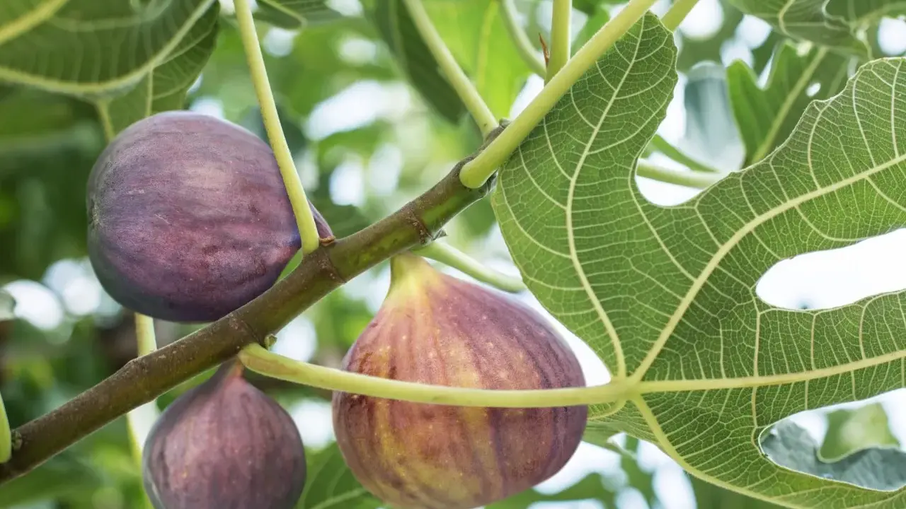 Reife Feigen hängen an einem Ast. Bald ist Zeit für den Feigenbaum schneiden, um die Ernte zu fördern.