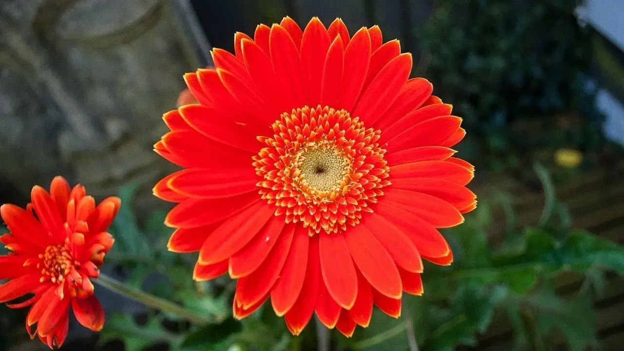Jasna, pomarańczowa gerbera doniczkowa z mniejszym kwiatem w tle.