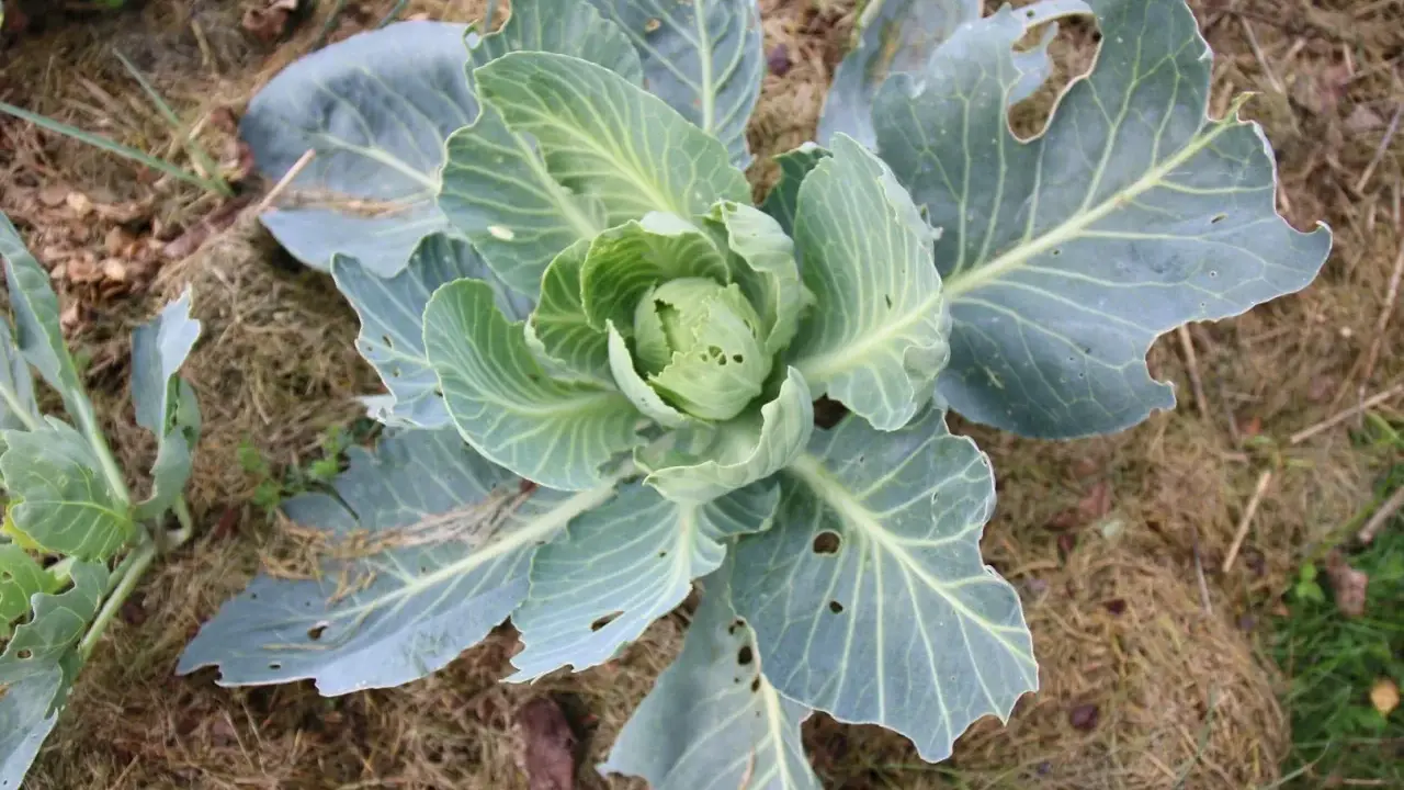 Un chou vert, aux feuilles légèrement trouées, pousse sur un sol couvert de paille. On dirait une petite pyrite du chou prête à être récoltée.