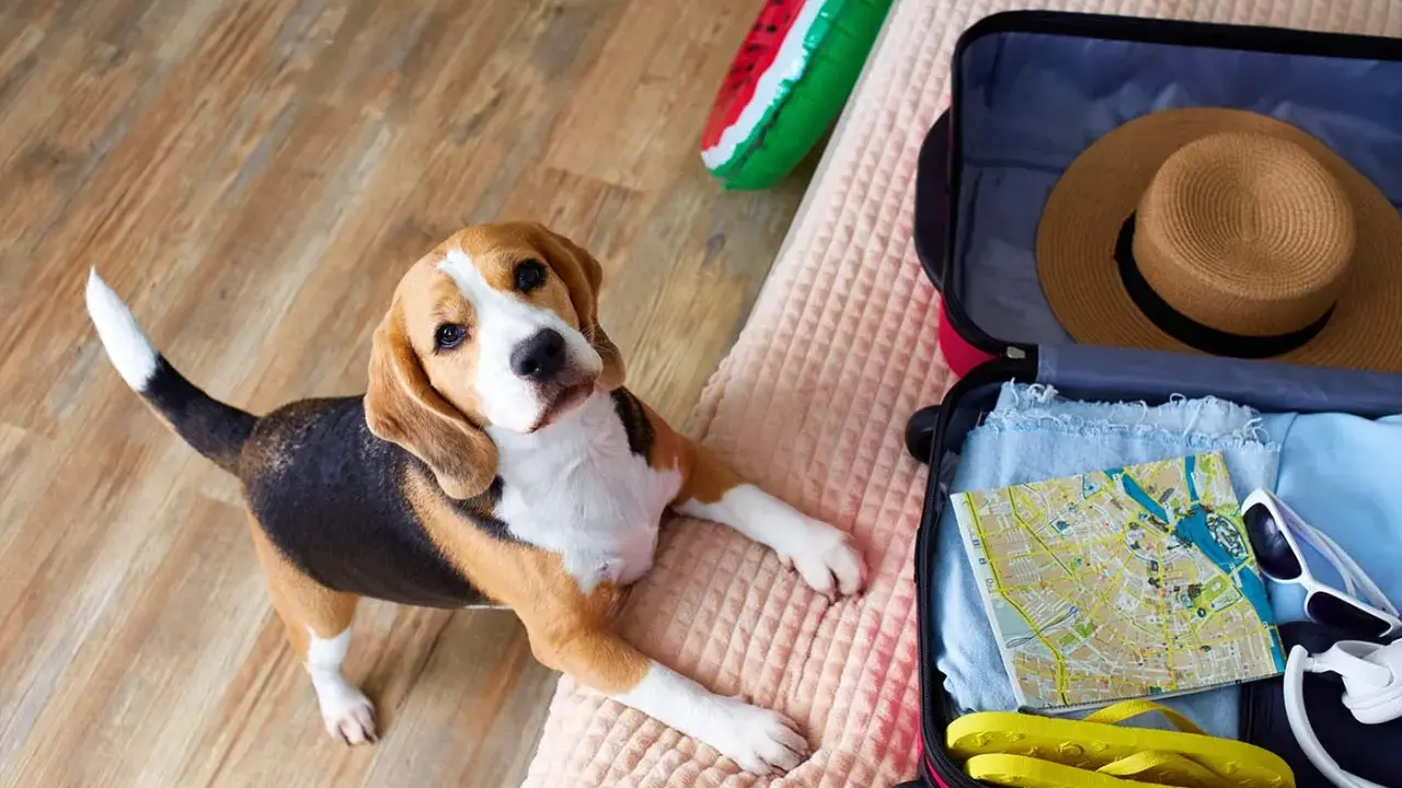 Beagle leży obok otwartej walizki, gotowy na wyjazd z psem. W walizce mapa, kapelusz i klapki.