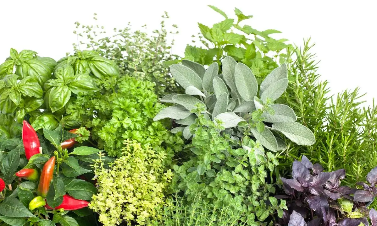 Un assortiment de plantes aromatiques : basilic, persil, sauge, romarin, thym, menthe, origan et piments rouges.