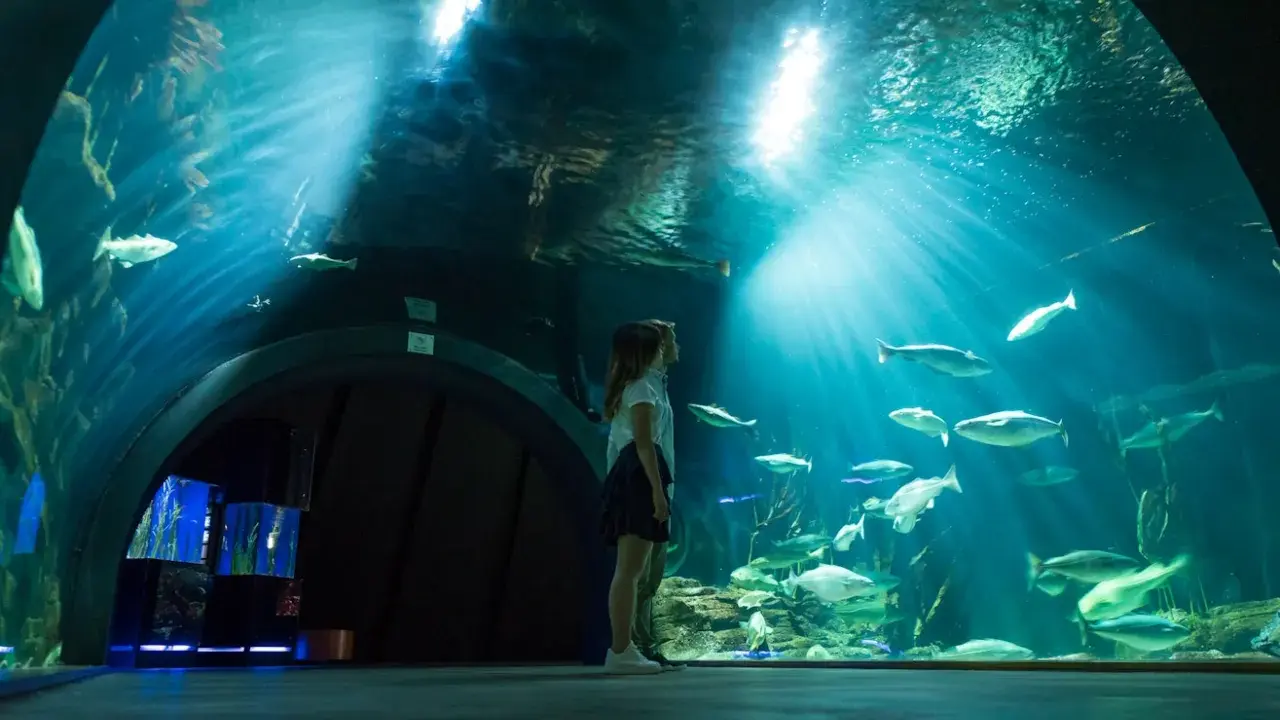 Ozeaneum Stralsund bilety: Kup online, omiń kolejki i oszczędź!