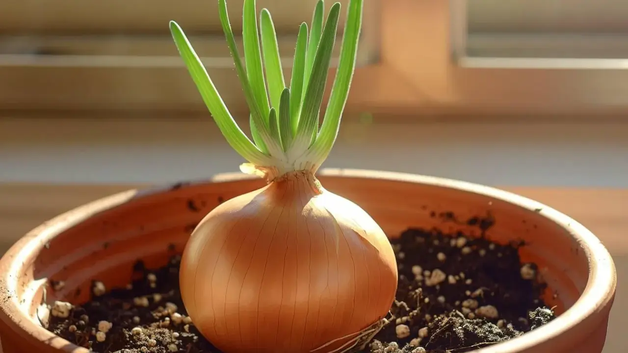 Un oignon qui germe dans un pot en terre cuite, ses jeunes pousses vertes se dressent fièrement vers la lumière.