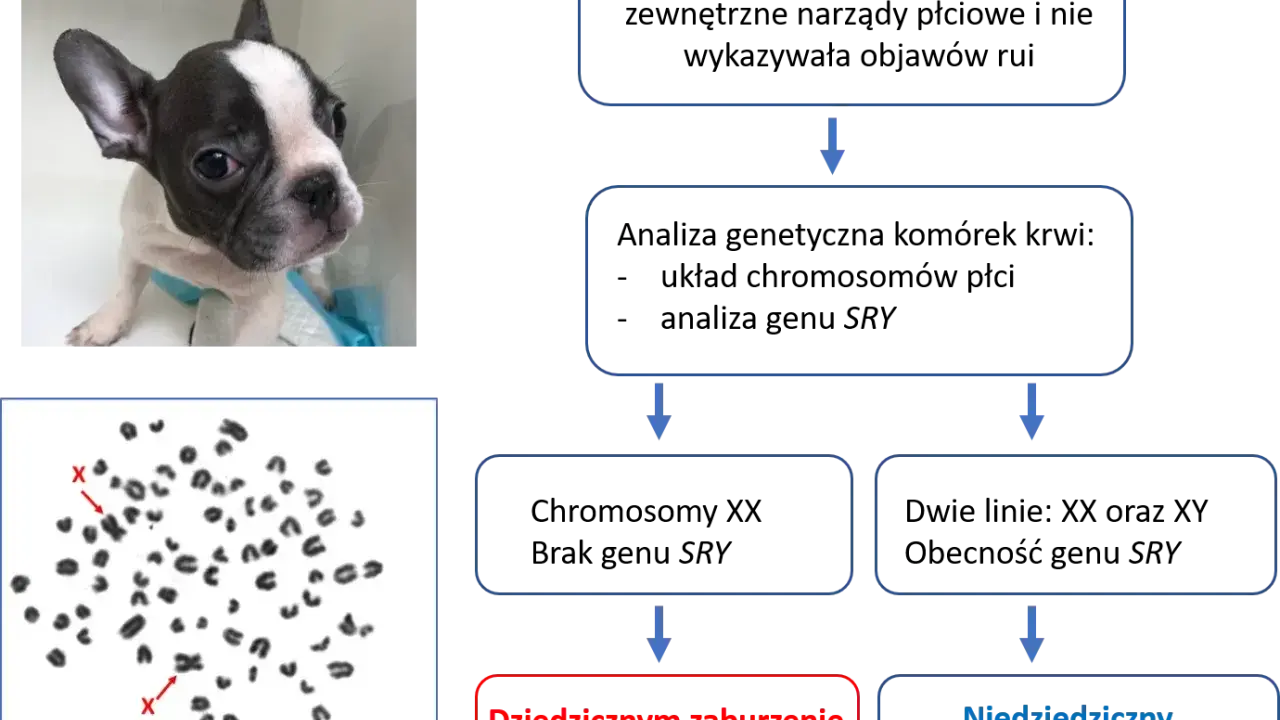 Uroczy szczeniak buldoga francuskiego z kariotypem 78,XX. Analiza chromosomów pokazuje, ile pies ma chromosomów, co może pomóc w diagnozie zaburzeń rozwoju płci.