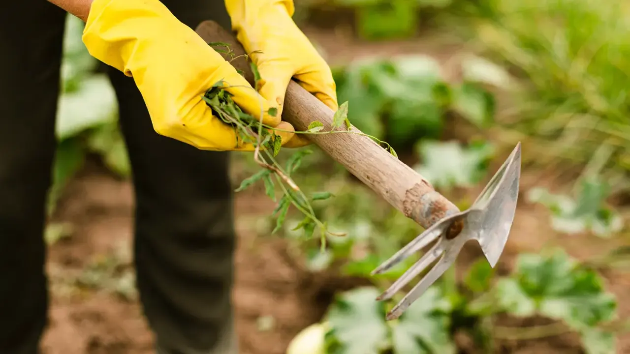 Mains gantées de jaune arrachant des mauvaises herbes du jardin avec une houe.