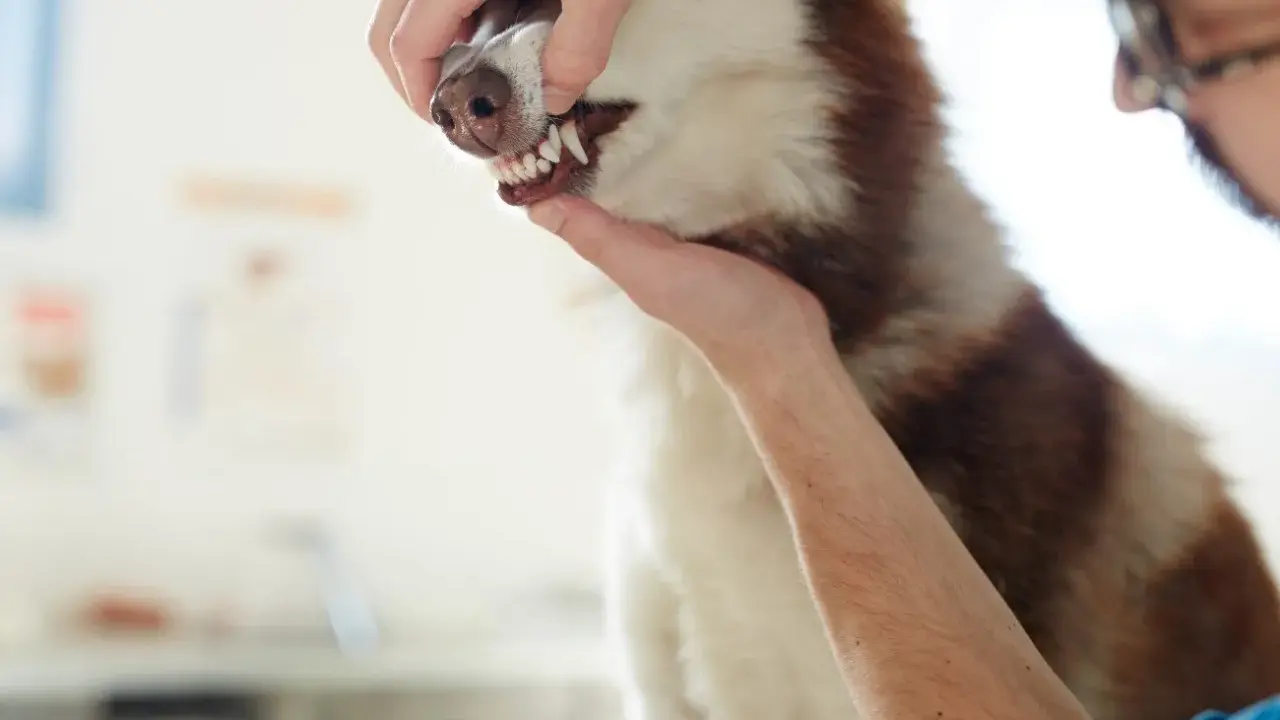 Weterynarz bada blade dziąsła u psa rasy husky. Pies ma biało-brązową sierść.