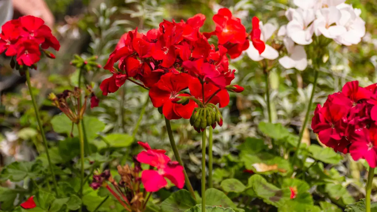 Czerwone i białe pelargonie kwitnące, idealne na słoneczny balkon. W tle widać dłonie osoby pielęgnującej rośliny.
