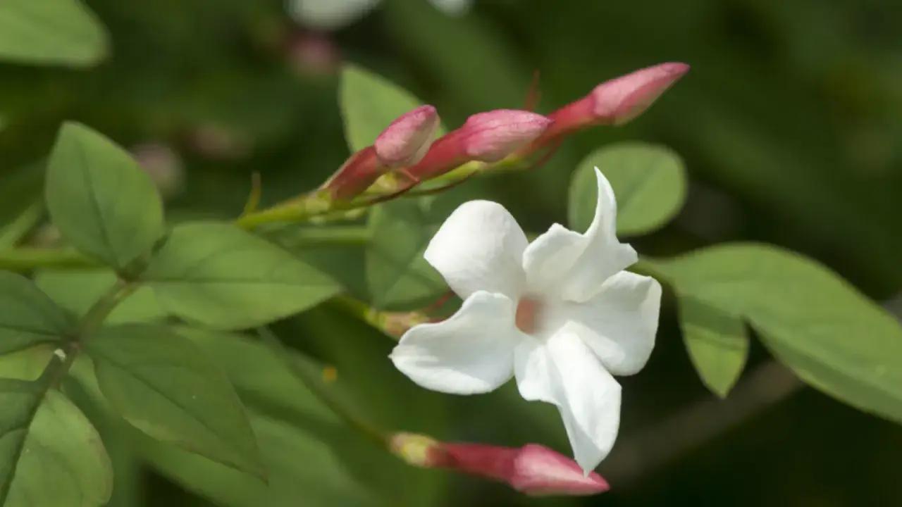 Fleur de jasmin blanche et ses boutons roses. Pour savoir comment entretenir un jasmin grimpant, observez sa croissance.