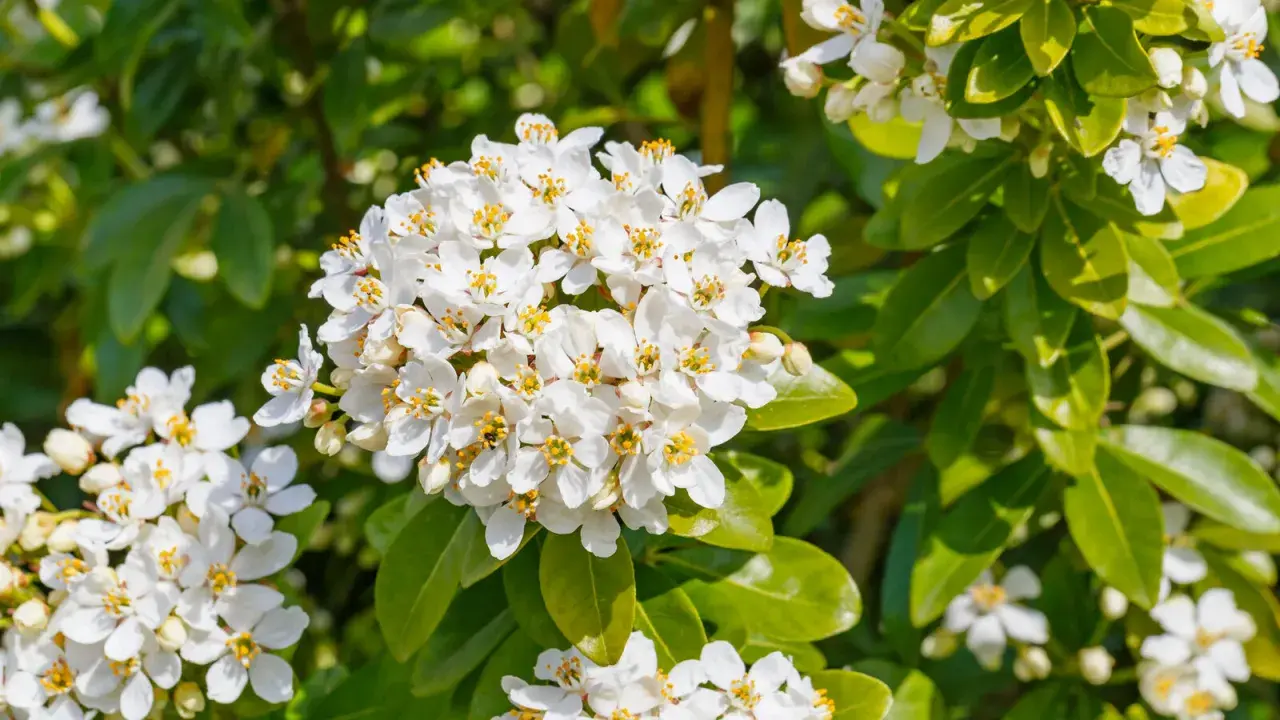 Gros plan sur des grappes de fleurs blanches parfumées de l'oranger du Mexique, aux feuilles vertes brillantes. Une taille bien taillée révèle sa floraison abondante.