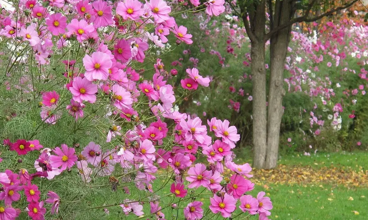 Un massif de fleurs cosmos roses et fuchsia éclate de couleurs, évoquant un fragment de cosmos dans un jardin paisible.