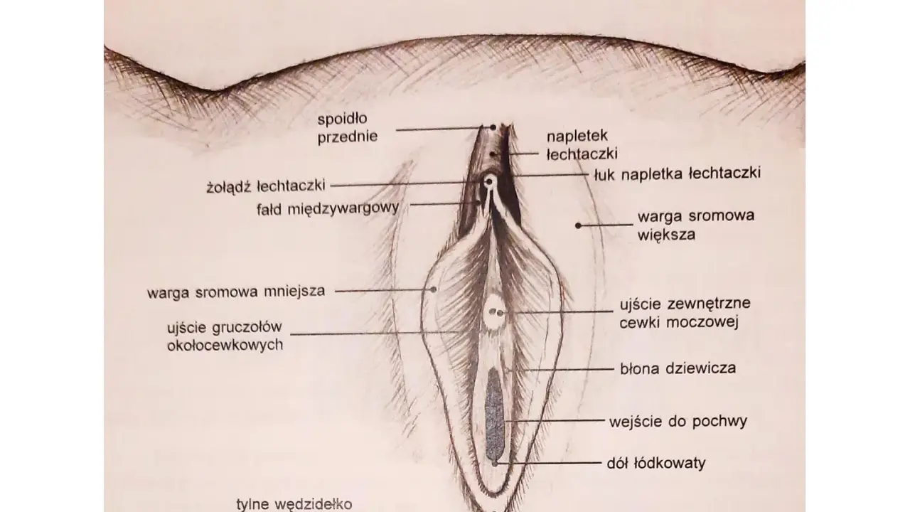 Ilustracja przedstawia budowę łechtaczki i okolic, z zaznaczonym napletkiem, żołędzią, wargami sromowymi i innymi elementami anatomicznymi.