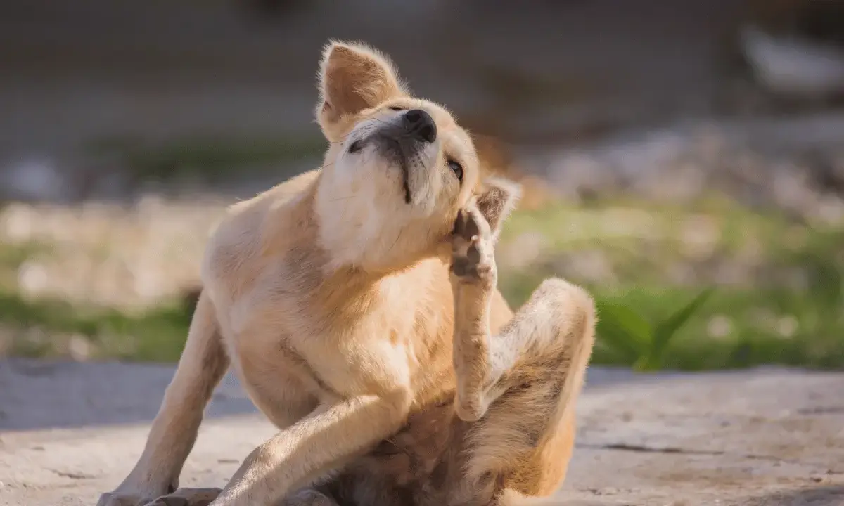 Un chien roux se gratte l'oreille avec sa patte arrière, le regard levé. Il semble que mon chien a des puces.