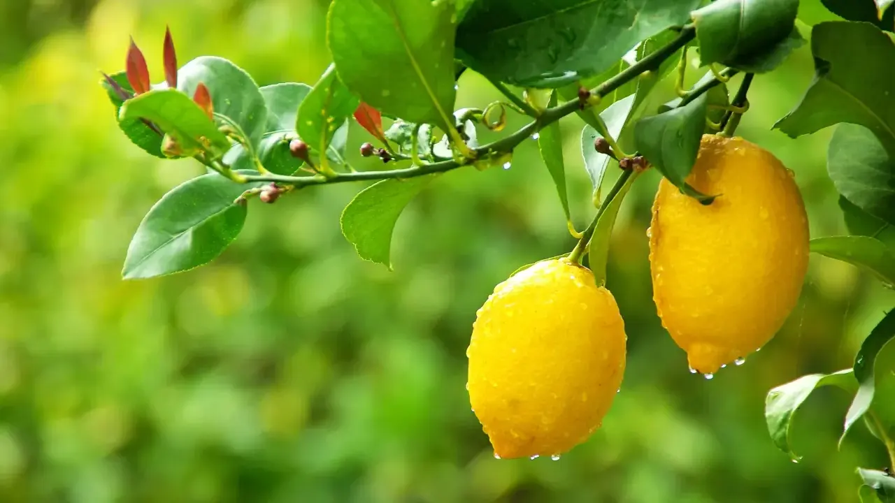 Citronnier 4 saisons : deux citrons jaunes brillants, couverts de gouttes de pluie, pendent sur une branche feuillue.