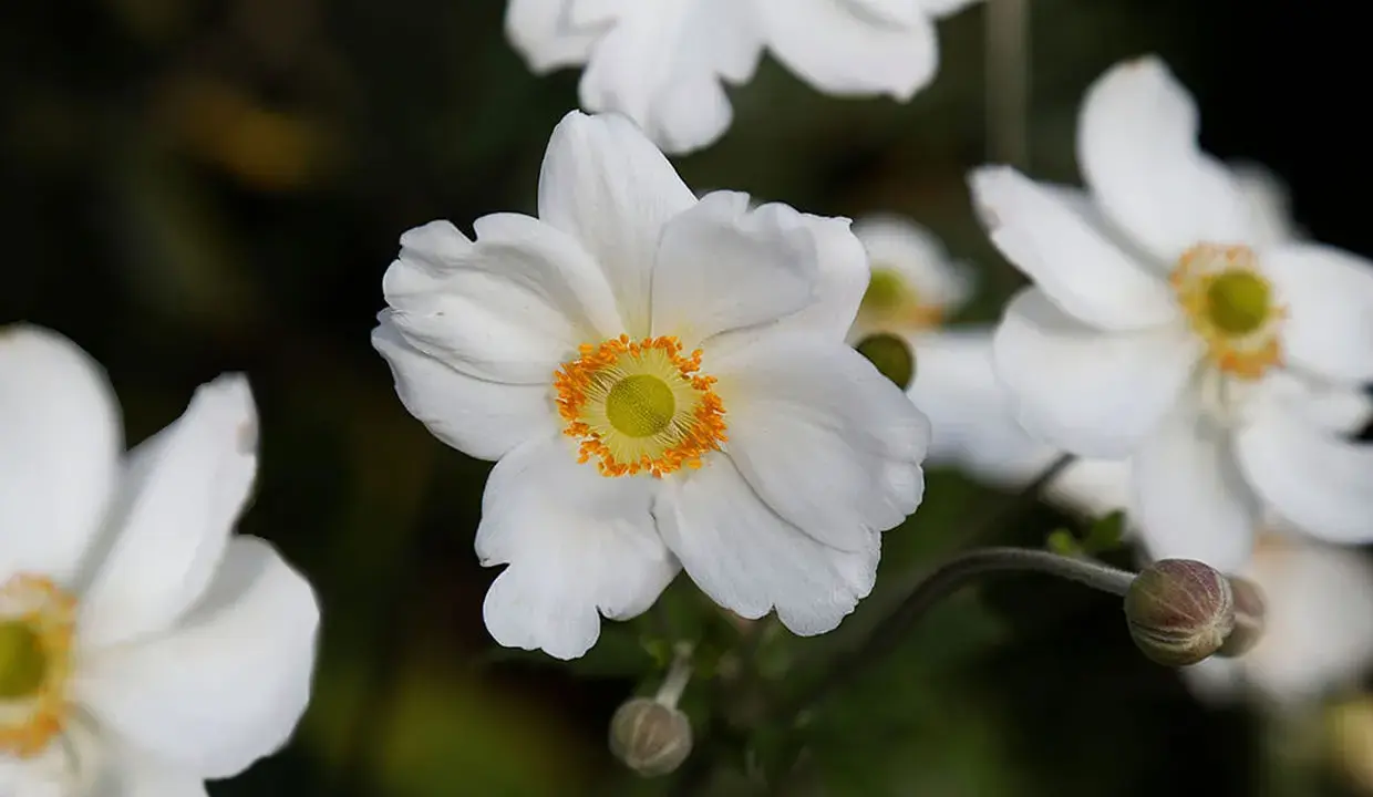Anémone du Japon blanche aux pétales délicats et au cœur jaune orangé, épanouie dans un jardin.