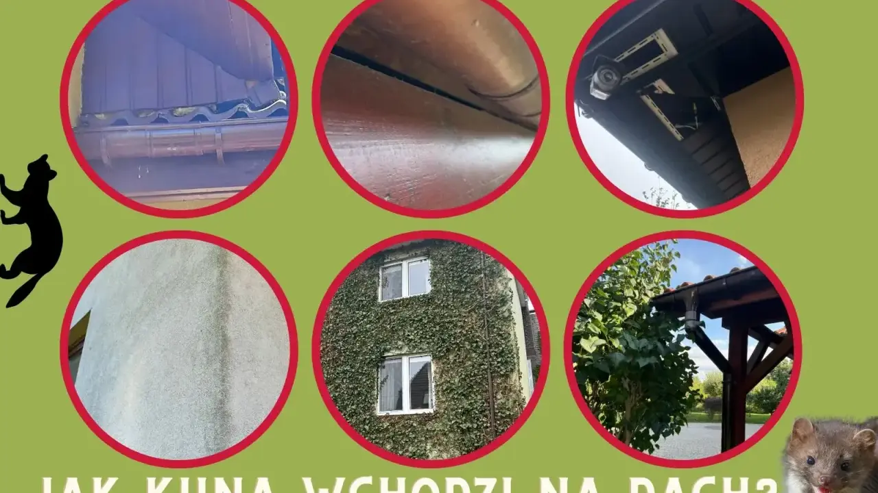 Kuna wchodzi na dach, pokazane są różne miejsca, gdzie może się dostać: rynny, drewniane elementy, pod okapem, ściana, zarośnięty dom i drzewa.