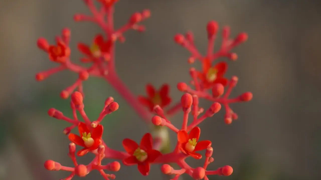 Jatropha podagrica w pełnym rozkwicie, z drobnymi, jaskrawoczerwonymi kwiatami i pąkami na cienkich łodyżkach.