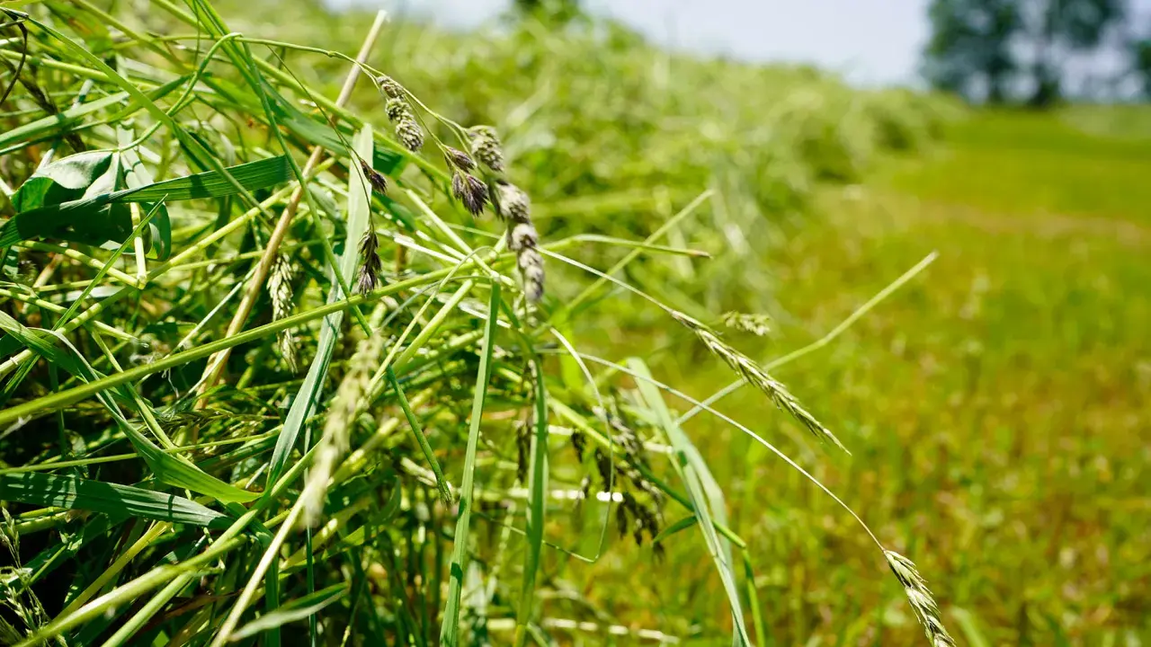 Close-up of freshly cut grass, ready for drying. The green stalks and seed heads are vibrant, hinting at the natural hay preservative qualities of the field.