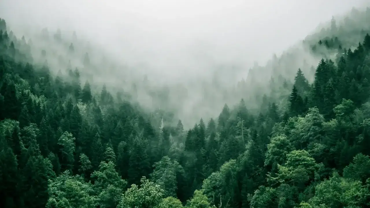 Mglisty, gęsty las, jak z angielskiego "forest", skrywa tajemnice w zielonych koronach drzew.