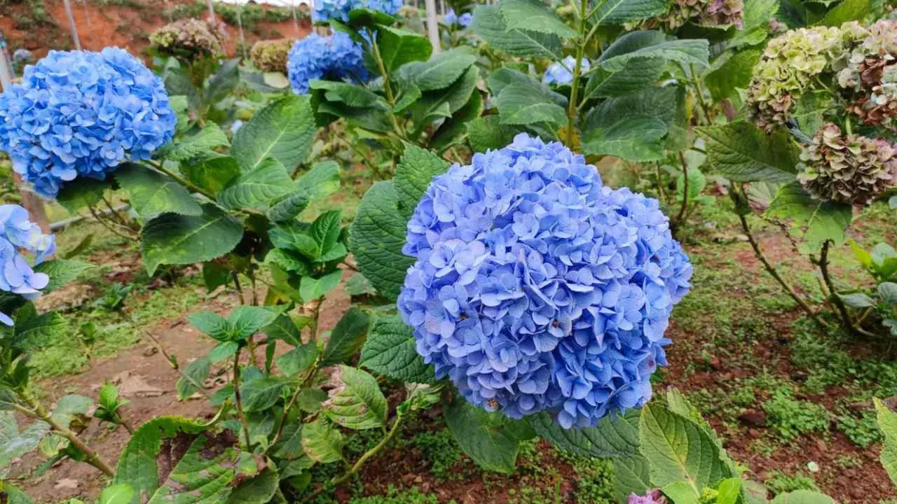 Grandes racimos de **plantas acidófilas** de color azul vibrante, con hojas verdes exuberantes.