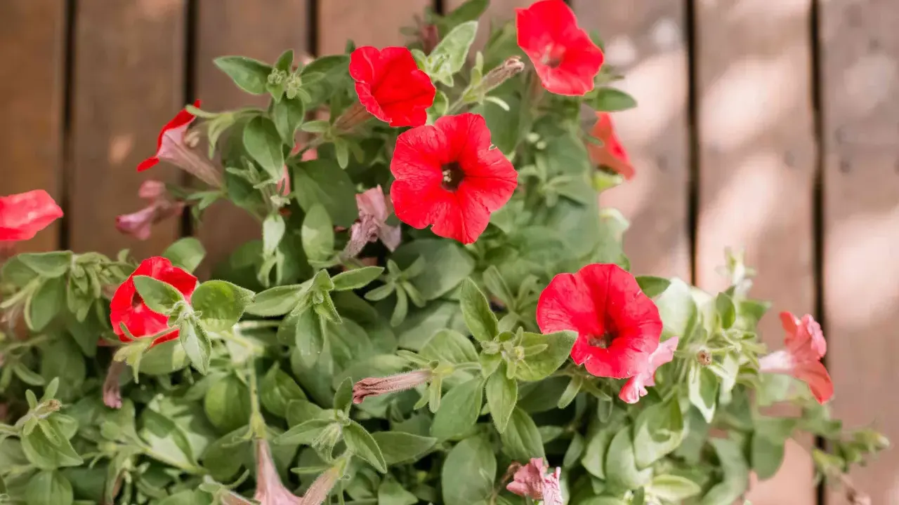 Vibrant red petunias bloom, their trumpet-shaped flowers reaching out. These plants are known to spread, creating a lush display of color.