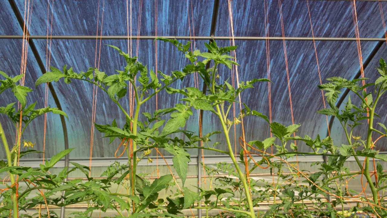 Jeunes plants de tomates dans une serre, soutenus par des fils pour les tuteurer.