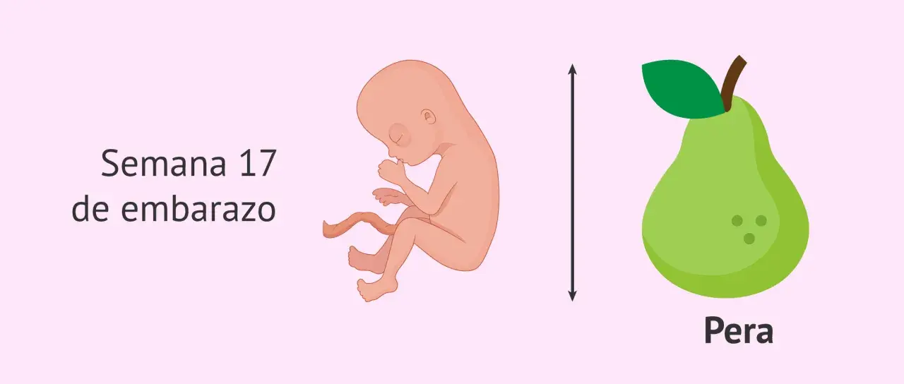 Bebé de 17 semanas de embarazo, similar en tamaño a una pera.
