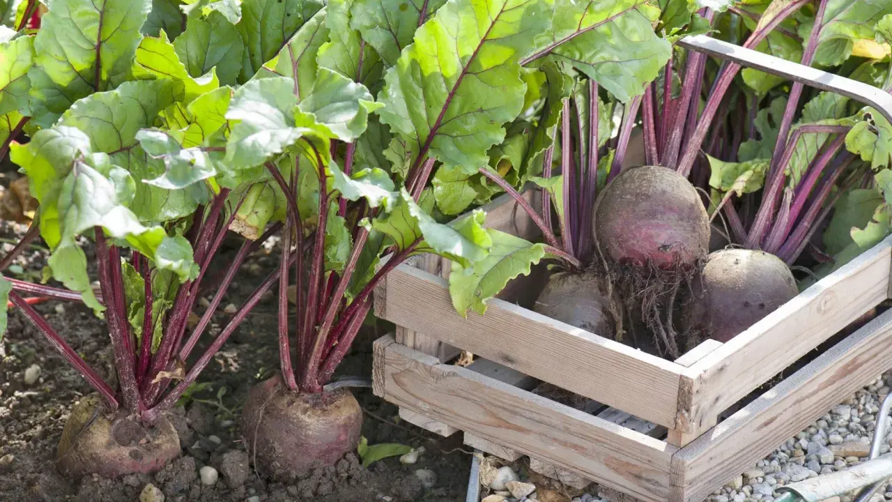 Frisch geerntete rote beete pflanzen mit kräftigen grünen Blättern und dunklen Stielen, einige in einer Holzkiste, andere noch im Boden.