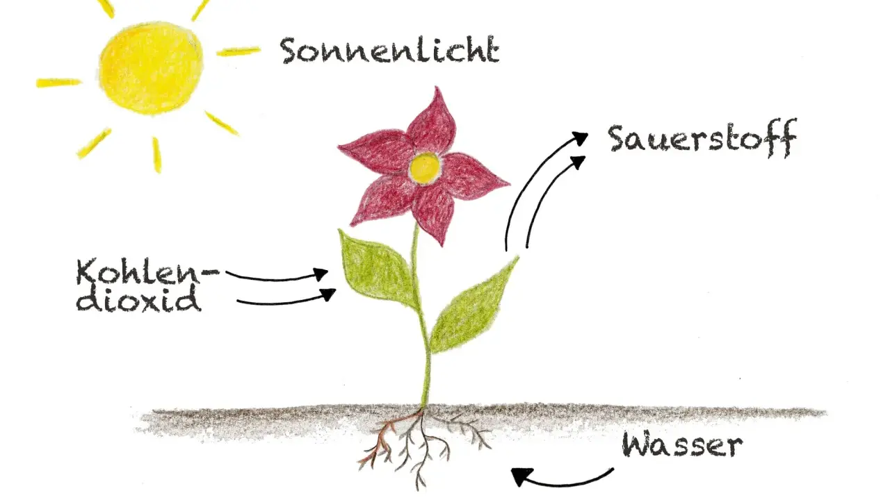 Die Sonne liefert Licht für die Fotosynthese im Blatt. Das Blatt nimmt Kohlendioxid auf und gibt Sauerstoff ab. Wasser wird von den Wurzeln aufgenommen.